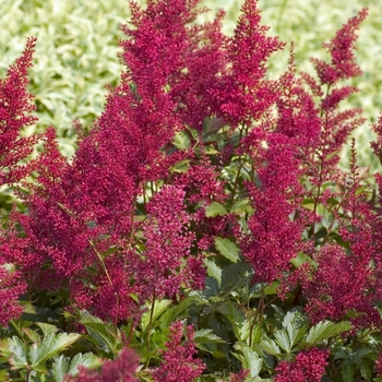 Astilbe japonica 'Red Sentinel' 