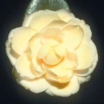 Camellia japonica 'Lemon Glow' 
