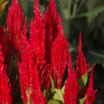 Celosia argentea plumosa 'Fresh Look Red' 