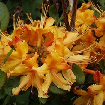 Rhododendron Exbury hybrid 'Hotspur Yellow' 