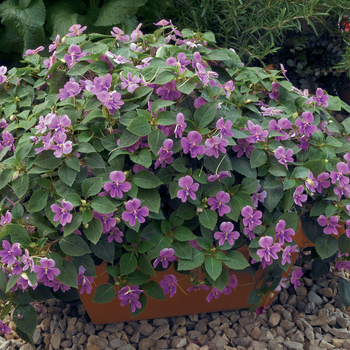 Impatiens Butterfly® Lilac