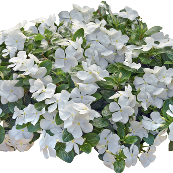 Catharanthus roseus Nirvana® Cascade White