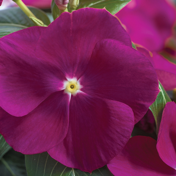 Catharanthus roseus Nirvana® Violet