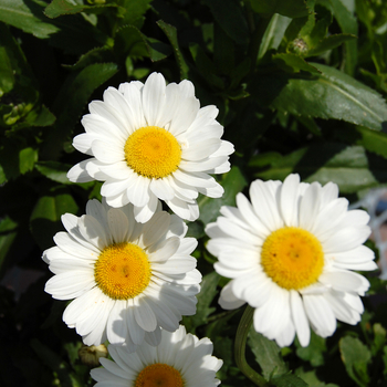 Leucanthemum x superbum 'Darling Daisy'