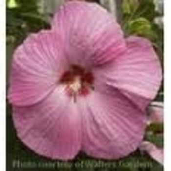Hibiscus moscheutos 'Pink Elephant' PP21883
