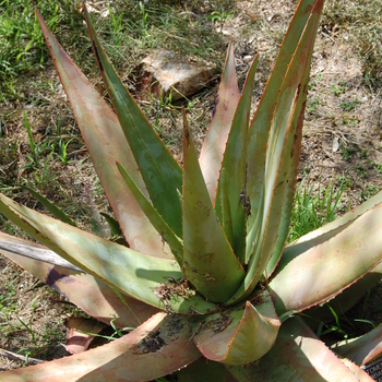 Aloe tomentosa 