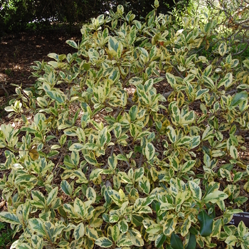 Ficus rubiginosa 'Variegata' 