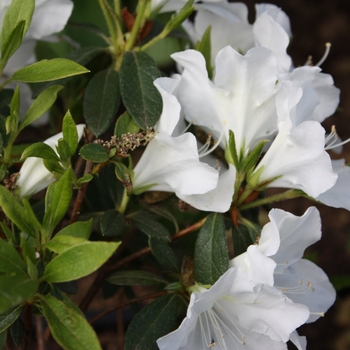 Rhododendron Southern Indian hybrid 'Fielder's White' 