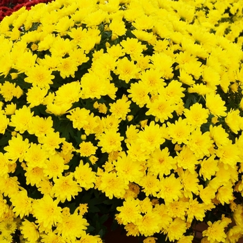 Chrysanthemum x morifolium 'Malmo Yellow' 