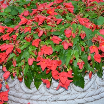 Begonia 'Beaucoup® Red' 