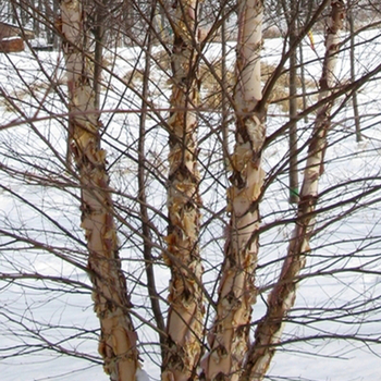 Betula nigra 'Cully' 