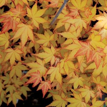 Acer palmatum 'Summer Gold' 