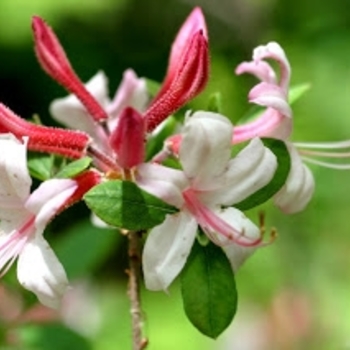 Rhododendron 'Nacoochee Princess' 
