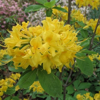 Rhododendron Aromi Hybrid 'Sunny Side Up' 