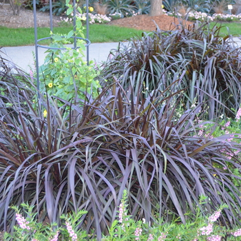 Pennisetum purpureum Graceful Grasses® 'Vertigo®'