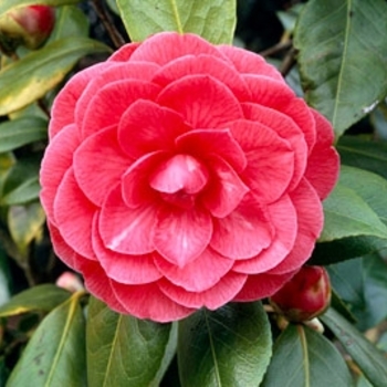 Camellia japonica 'C.M. Hovey' 
