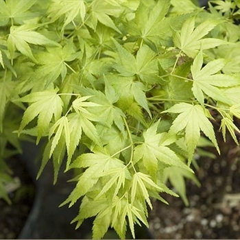 Acer palmatum 'Shidava Gold' 