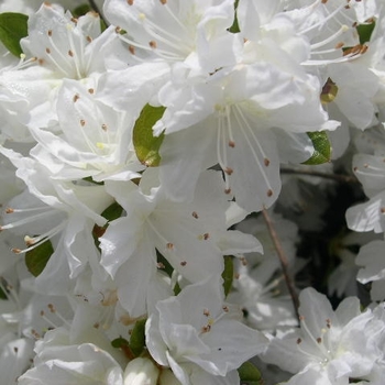 Rhododendron Kurume hybrid 'Snow' 
