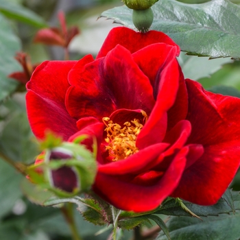 Rosa 'Sprothrive' PP23549