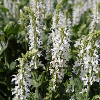 Salvia nemorosa Sensation™ 'White'
