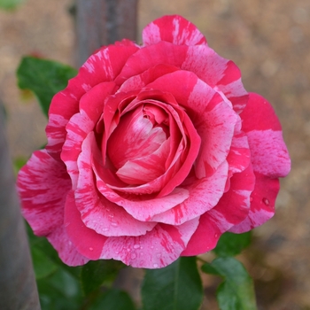 Rosa 'Raspberry Cream Twirl™'
