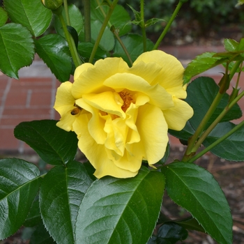Rosa Kolorscape® 'Lemon Fizz™'