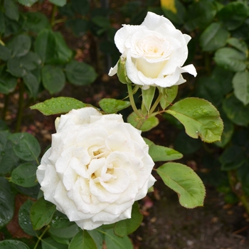 Rosa 'Witharoma' PP21373