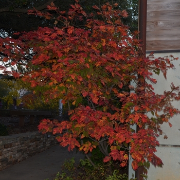 Acer japonicum 'Filicifolium'