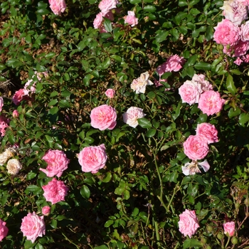 Rosa 'Meiswetdom' PP21612