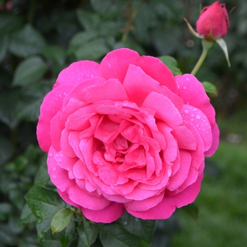 Rosa 'Grande Dame'