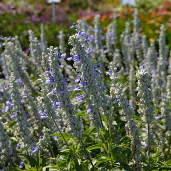 Salvia farinacea 'Sky Blue' 