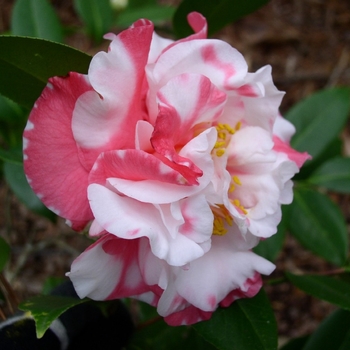Camellia japonica 'Betty Sheffield' 