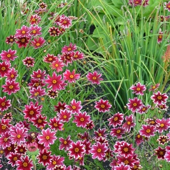 Coreopsis Jewel™ 'Ruby Frost'