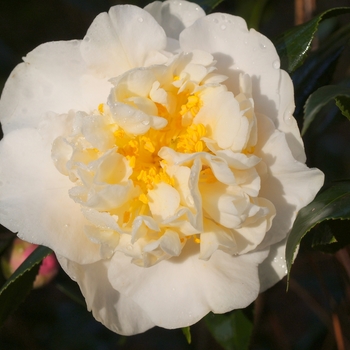 Camellia japonica 'Brushfield's Yellow' 