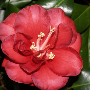 Camellia japonica 'Chief Arnold' 