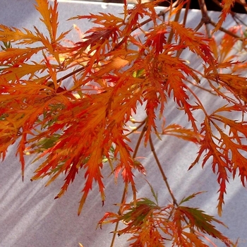 Acer palmatum 'Flavescens' 