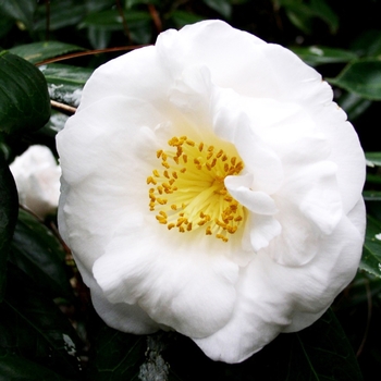 Camellia japonica 'Coronation' 