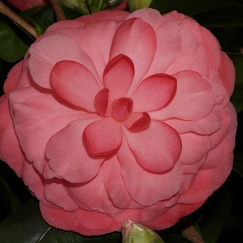 Camellia japonica 'Destiny' 