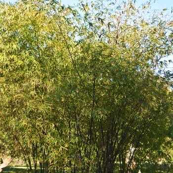Bambusa vulgaris 'Golden Bamboo'
