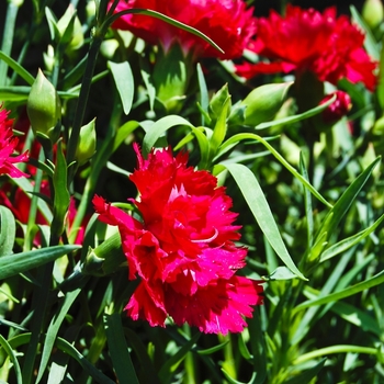 Dianthus caryophyllus 'Garden Spice® Red'