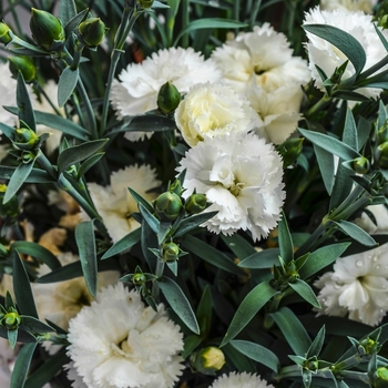 Dianthus caryophyllus SuperTrouper™ 'White'