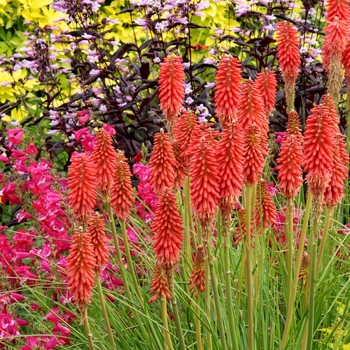 Kniphofia Popsicle™ 'Redhot'