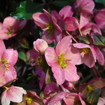 Helleborus x ericsmithii Gold Collection® 'Pink Frost'