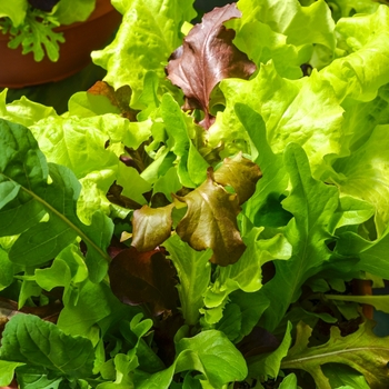 Lactuca sativa 'City Garden Lettuce Mix'