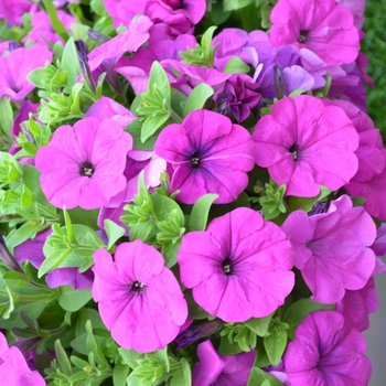 Petunia 'Bingo® Purple' 