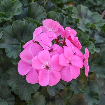 Pelargonium 'Sarita Pink' 
