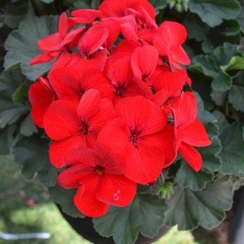 Pelargonium 'Sarita Dark Red' 