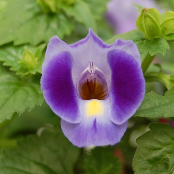 Torenia fournieri 'Lovely Purple' 