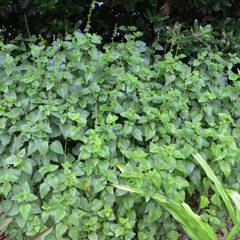 Salvia guaranitica 'Brazil' 