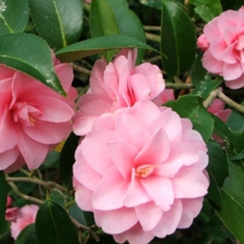 Camellia japonica 'Gay Baby' 
